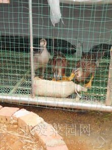 曬曬我的新家禽養殖樂園