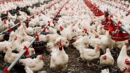 全球首例人感染H5N2禽流感病例 警惕禽類屠宰與生產環節的防控挑戰