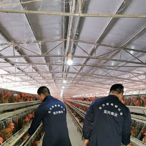 凱利燃燒器、廠家采購與光禽屠宰生產(chǎn)線 設(shè)備選擇與生產(chǎn)集成指南