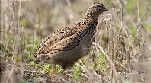 家禽用藥小常識與光禽的屠宰及生產(chǎn)指南