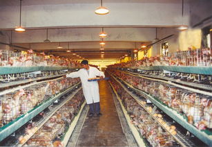 夏季高溫下家禽飼養(yǎng)管理與光禽屠宰生產(chǎn)的協(xié)同策略