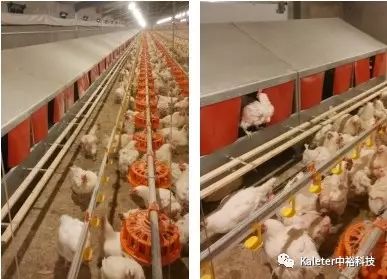 冬季蛋雞產蛋期飼養管理及中?？萍甲詣?手動產蛋箱的應用