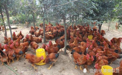 雞價探底回升，光禽產業助力家禽行情向好發展