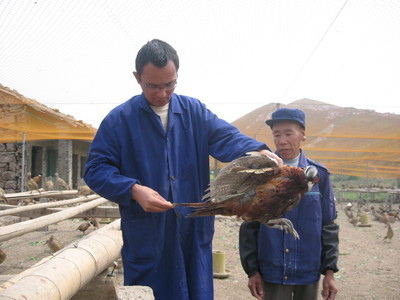 飛翔家禽養殖合作社 以專業養殖助力鄉村振興，打造三門特色農業名片