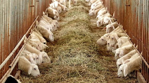 中國方便速食第一大省，究竟還有多少“國貨之光”未被發掘？